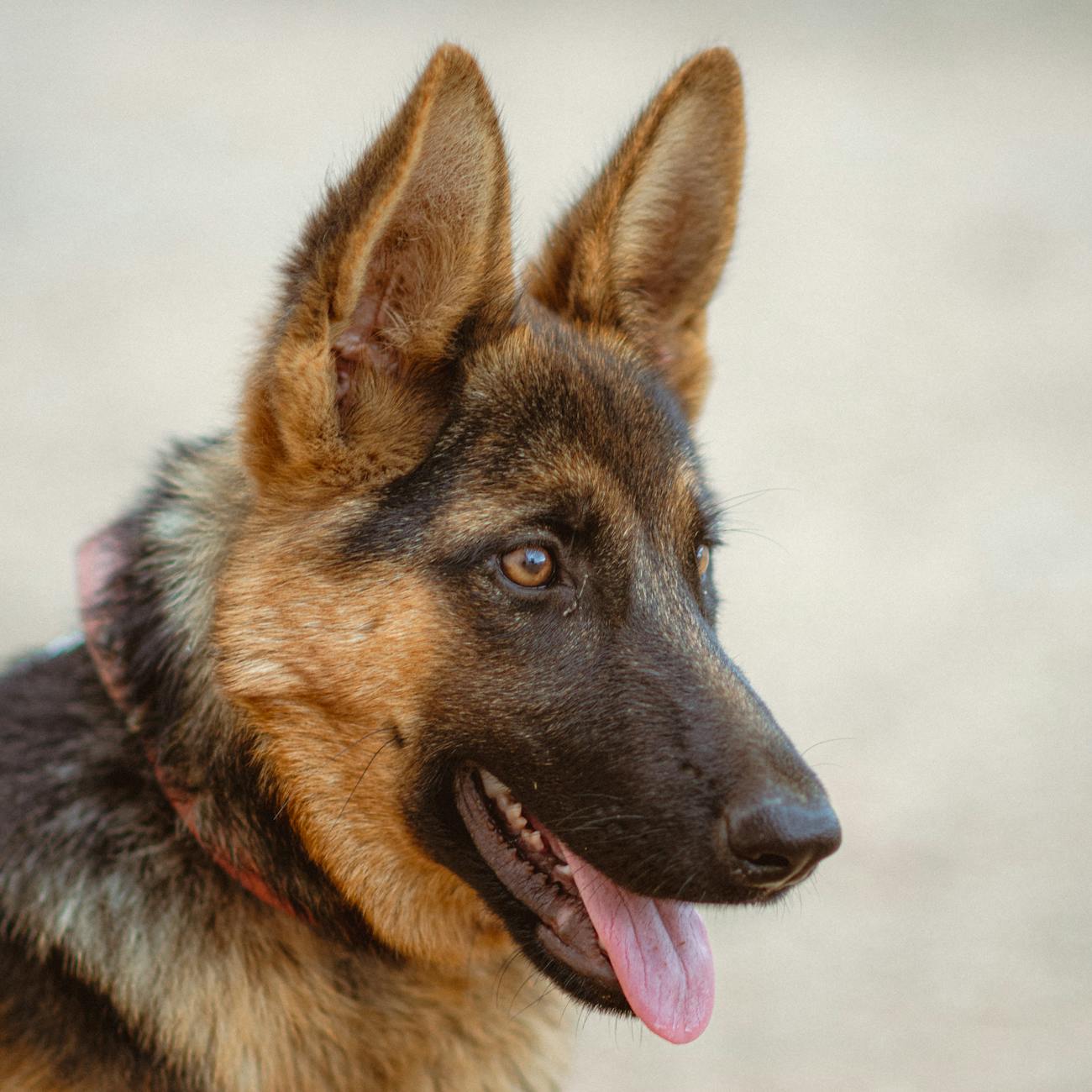 Automating Follow-Ups in Vet Clinics: A Comprehensive Guide