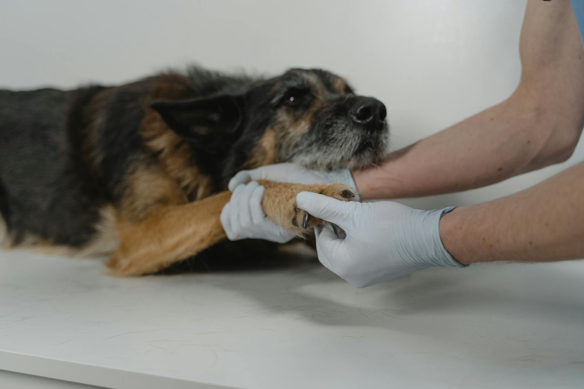 Free vs Paid Vet Software: Unpacking Hidden Costs
