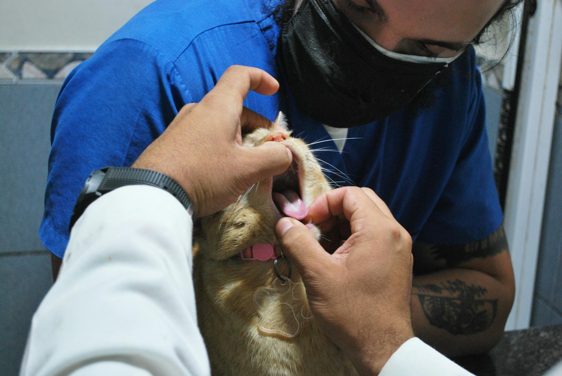 Your 30-Day Plan for Migrating from Paper to Digital in Vet Clinics