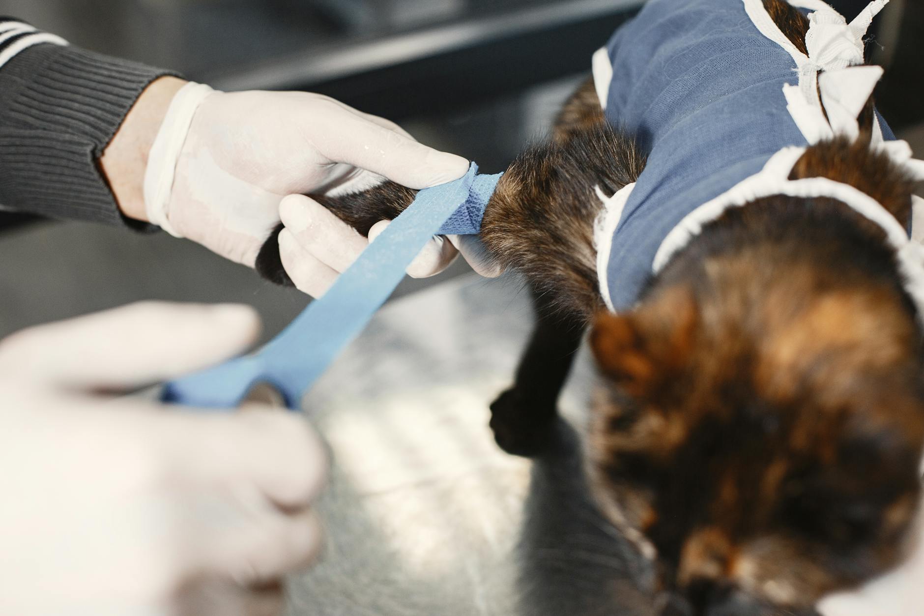 Streamlining Follow-up Automation in Vet Clinics: A Software-Driven Approach