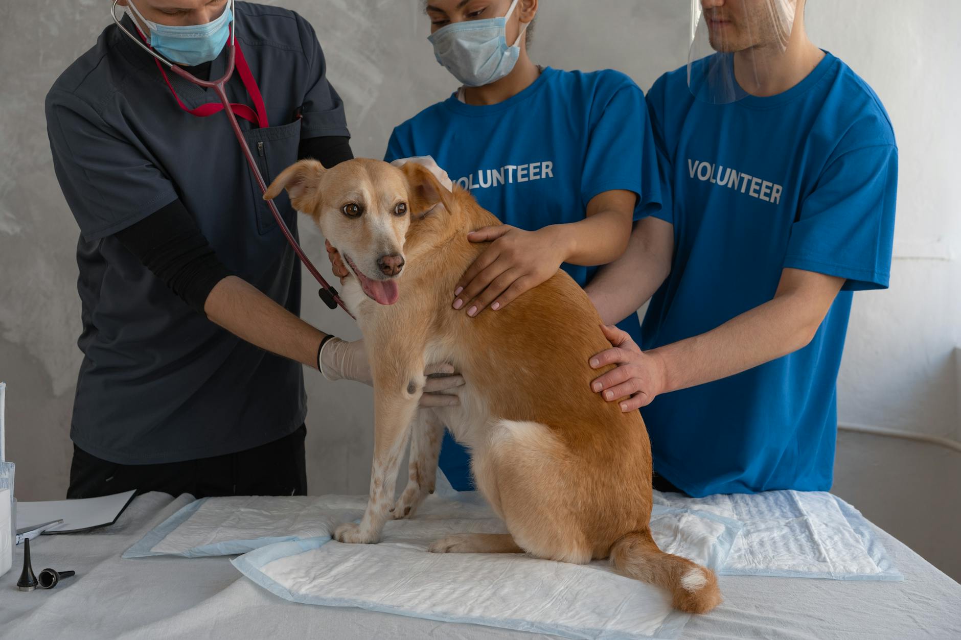 Inside ClinicDesq: Building Auto Drug Dosage for Vets