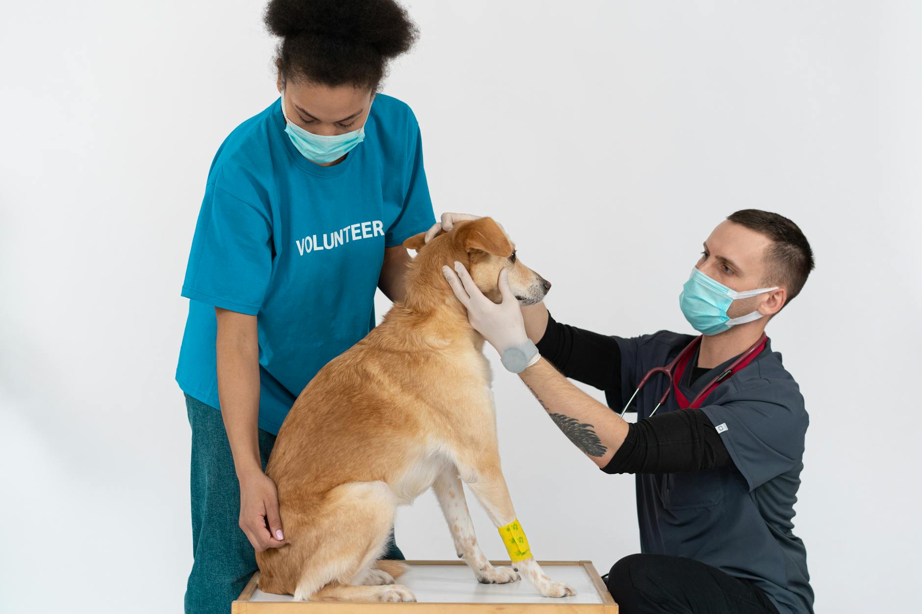 Maximizing ROI with Vet Clinic Software: Insights and Comparisons