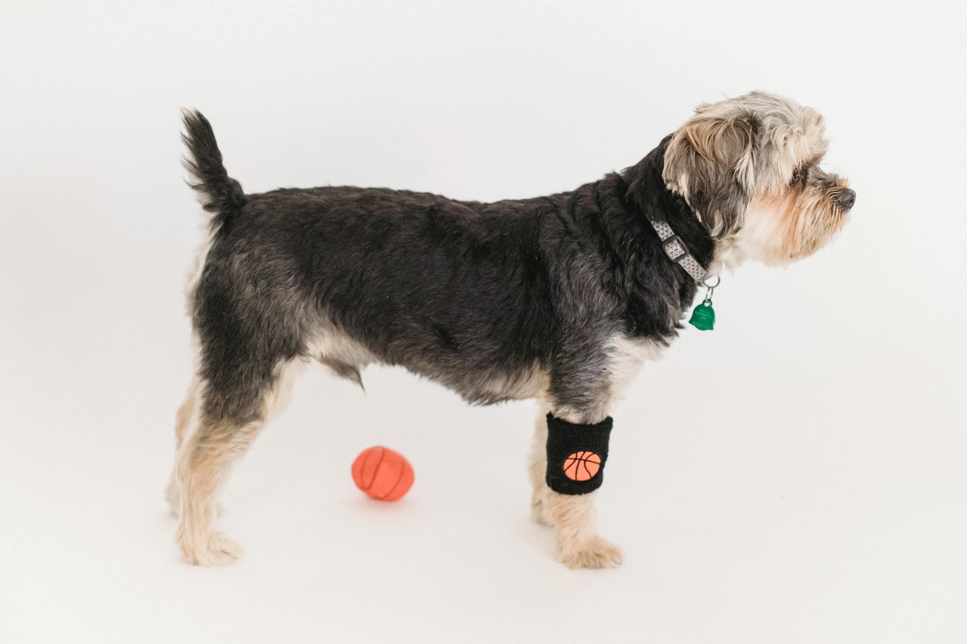 Automating Follow-Ups in Vet Clinics: A Software-Driven Approach