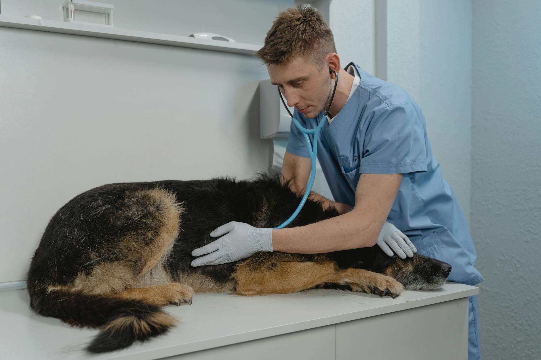 Role-Based Access: Scaling Your Vet Clinic's Permissions