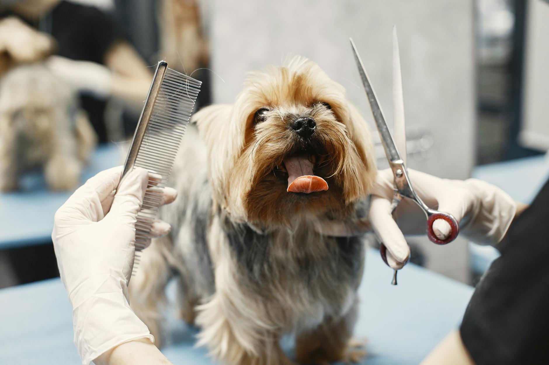 Cloud vs On-Premise Veterinary Software: Costs & Tradeoffs for Indian Clinics
