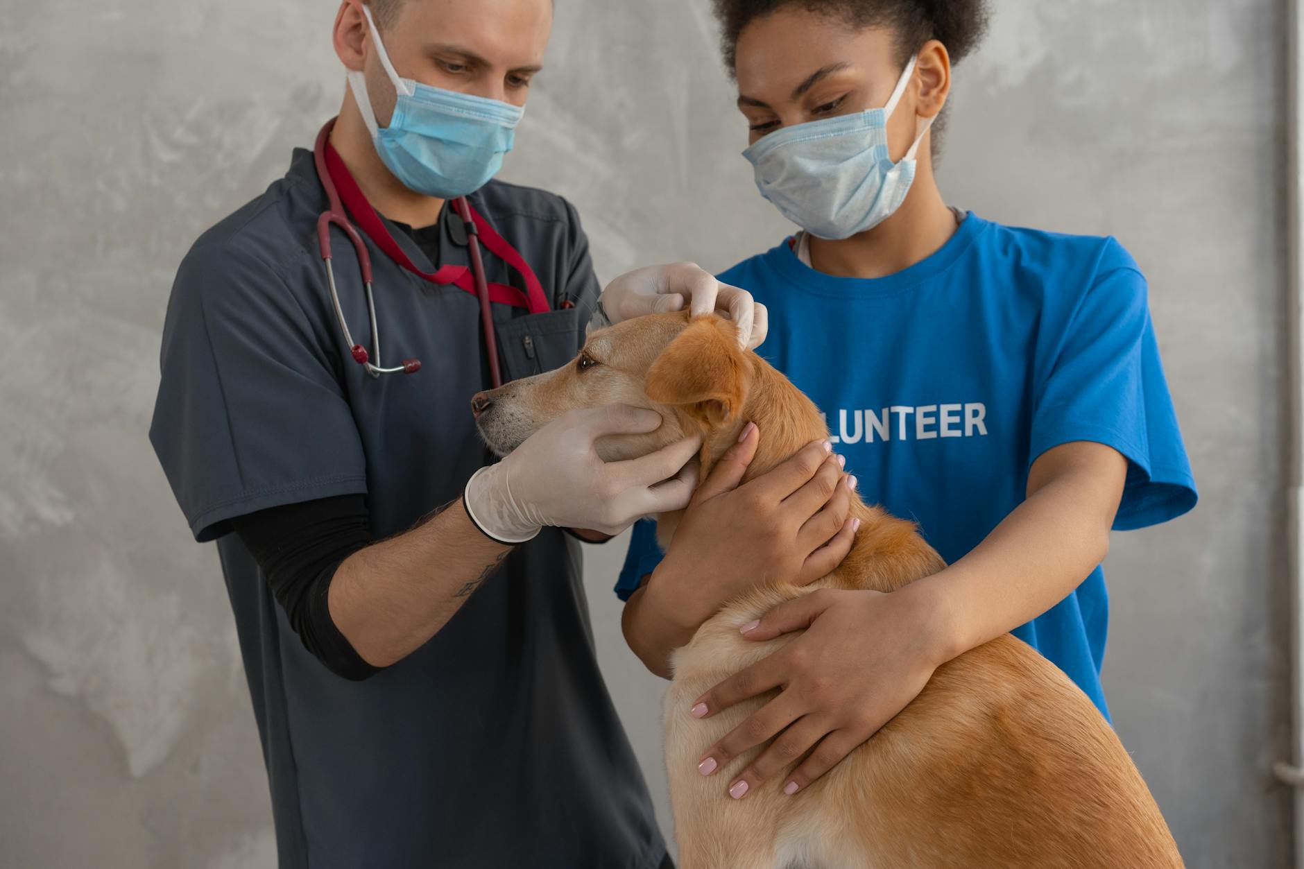 Regain Control: How Multi-Clinic Vet Chains Restore Visibility